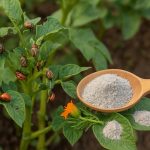 Wie man Kartoffeln ohne Chemie gegen den Kartoffelkäfer behandelt