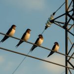 Wie überleben Vögel auf Stromleitungen?