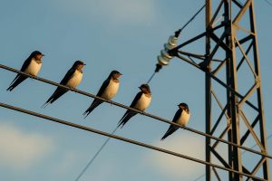 Wie überleben Vögel auf Stromleitungen?
